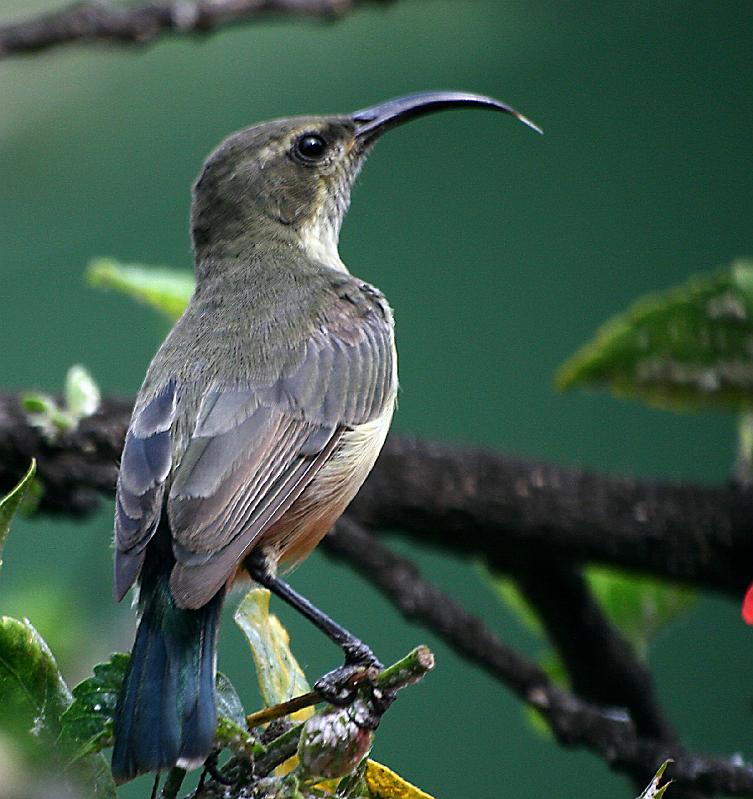 suikerbekkie 40.jpg - Witpenssuikerbekkie